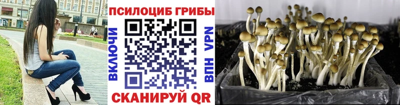 Псилоцибиновые грибы GOLDEN TEACHER  купить  цена  Цимлянск 
